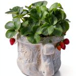 Garden Guides Press Kindle Gardening Book 104 Pages-0